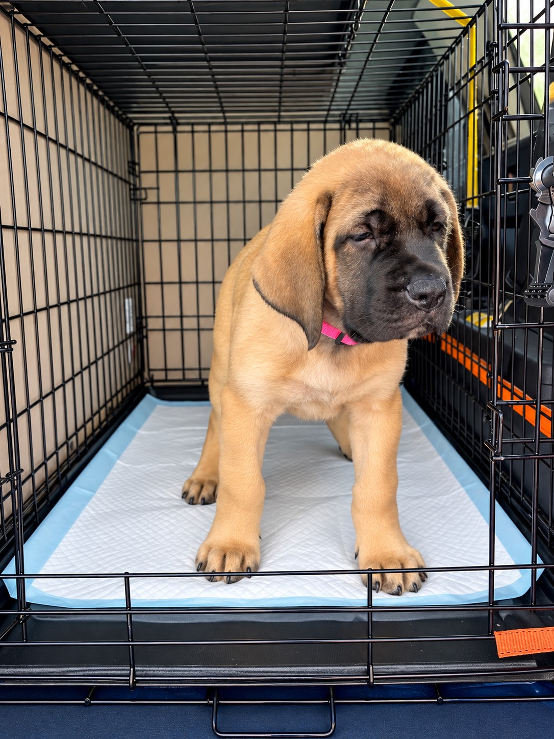 Puppy safely settled in a travel crate